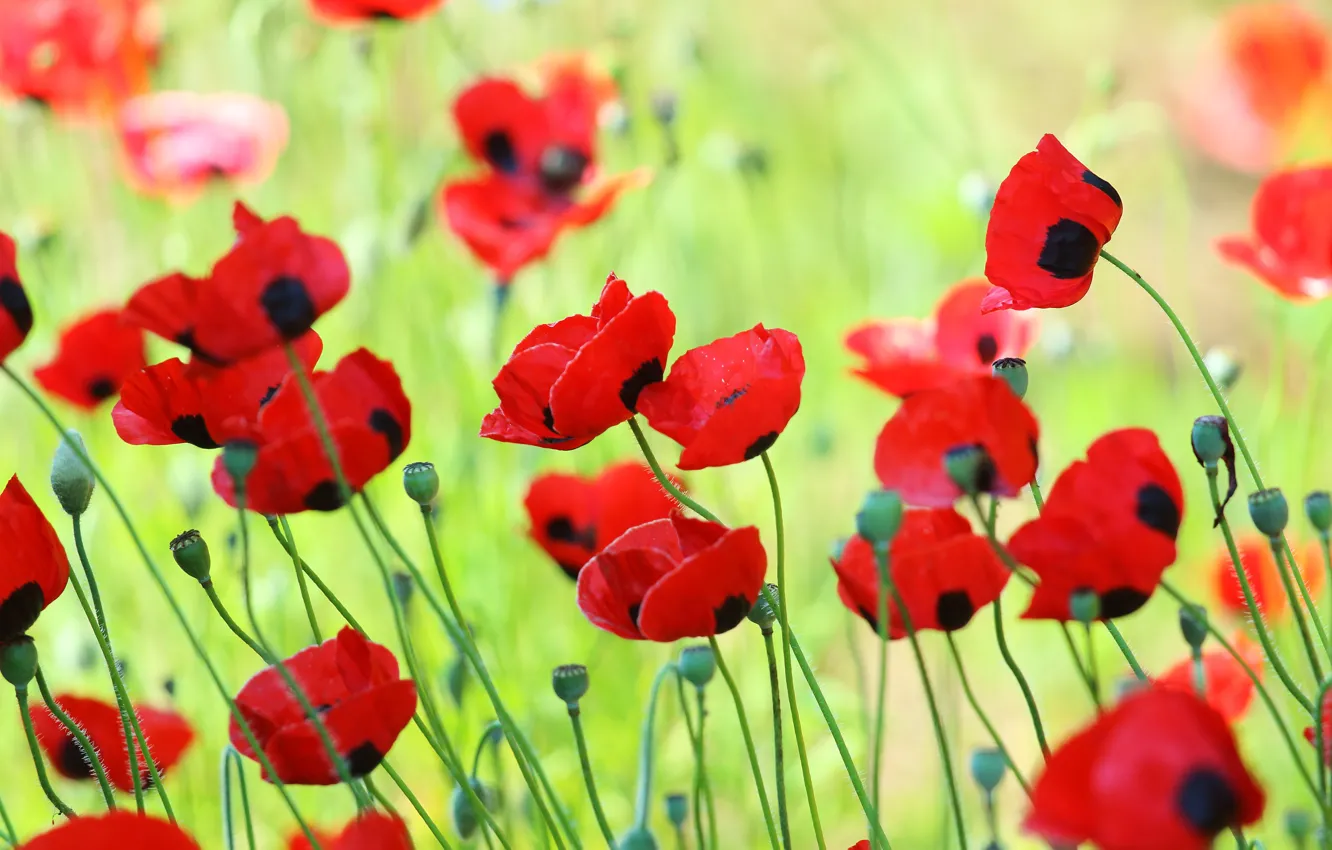 Photo wallpaper summer, flowers, red, bright, Maki, meadow, buds, poppy field