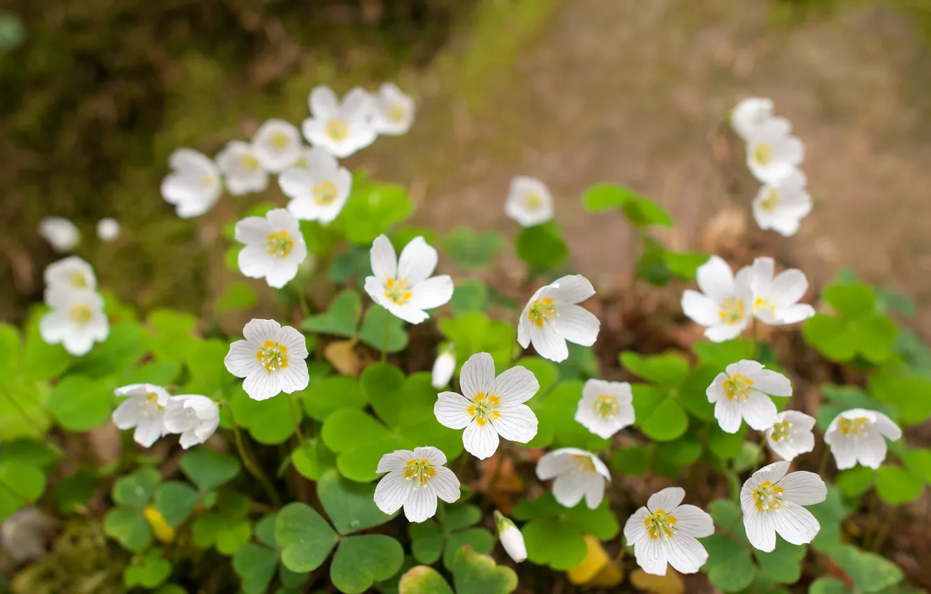 Photo wallpaper flowers, glade, spring, Oxalis