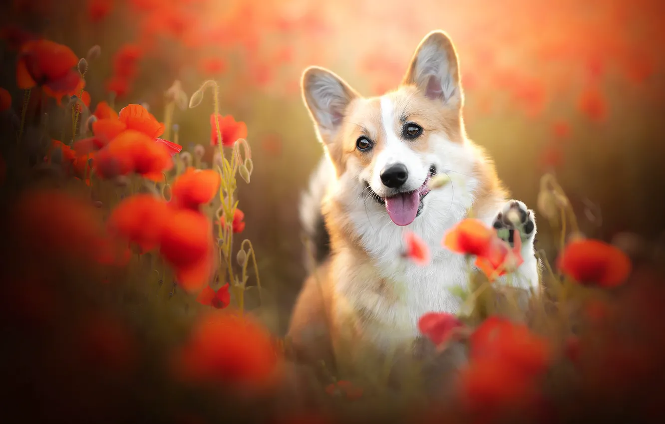 Photo wallpaper language, flowers, Maki, dog, face, bokeh, doggie, foot