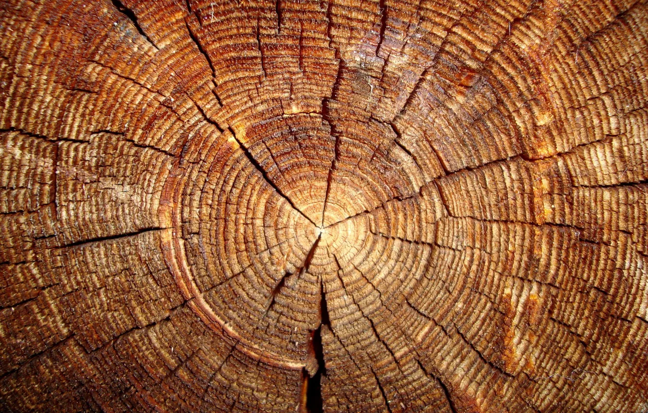 Photo wallpaper wood, trunk, veins