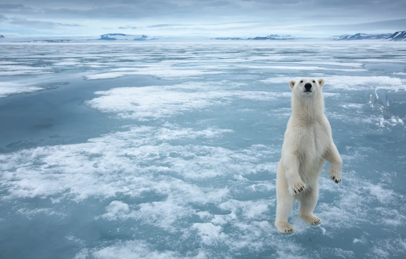 Photo wallpaper ice, Arctic, white bear