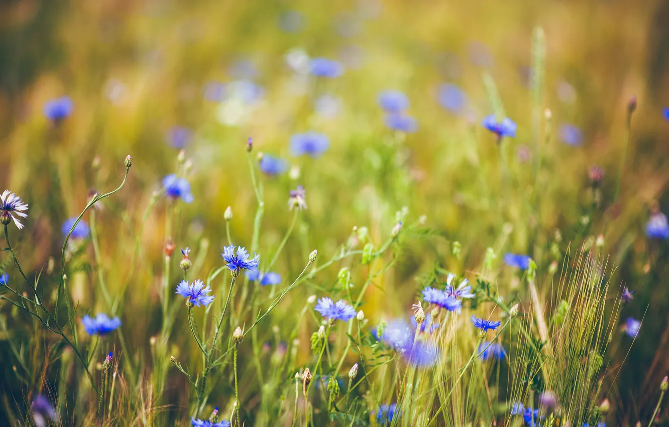 Photo wallpaper grass, flowers, nature, tenderness, blur