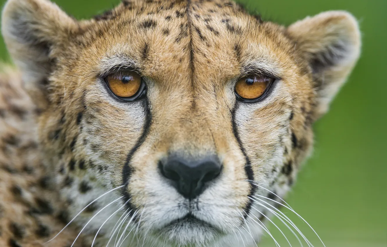 Photo wallpaper cat, face, portrait, Cheetah, ©Tambako The Jaguar