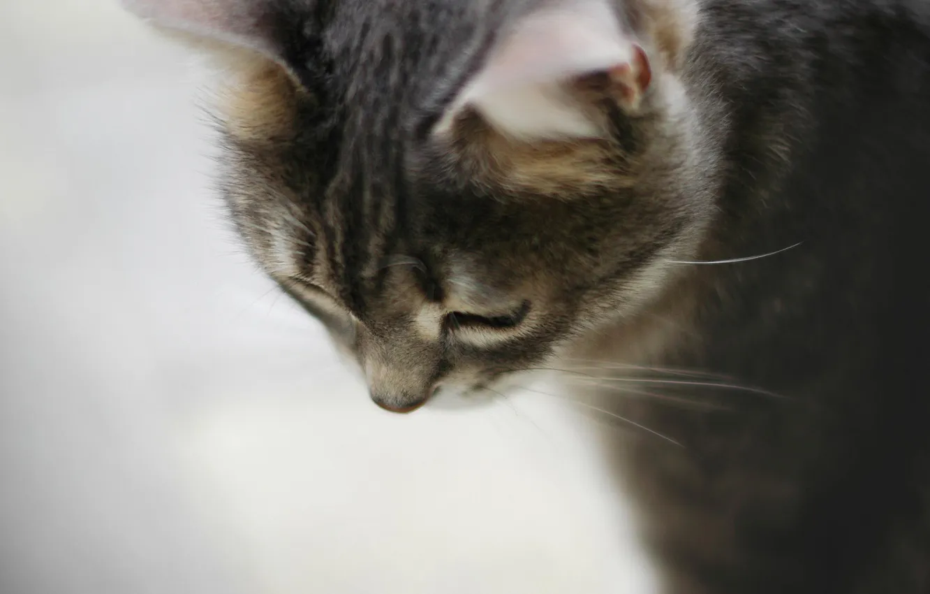 Photo wallpaper mustache, wool, kitty