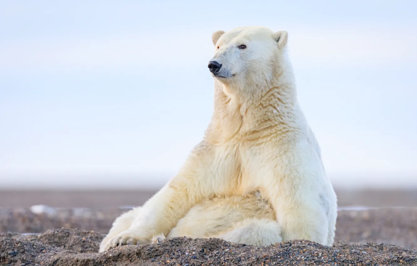 Photo wallpaper sand, bear, sitting, Polar bear, Polar bear