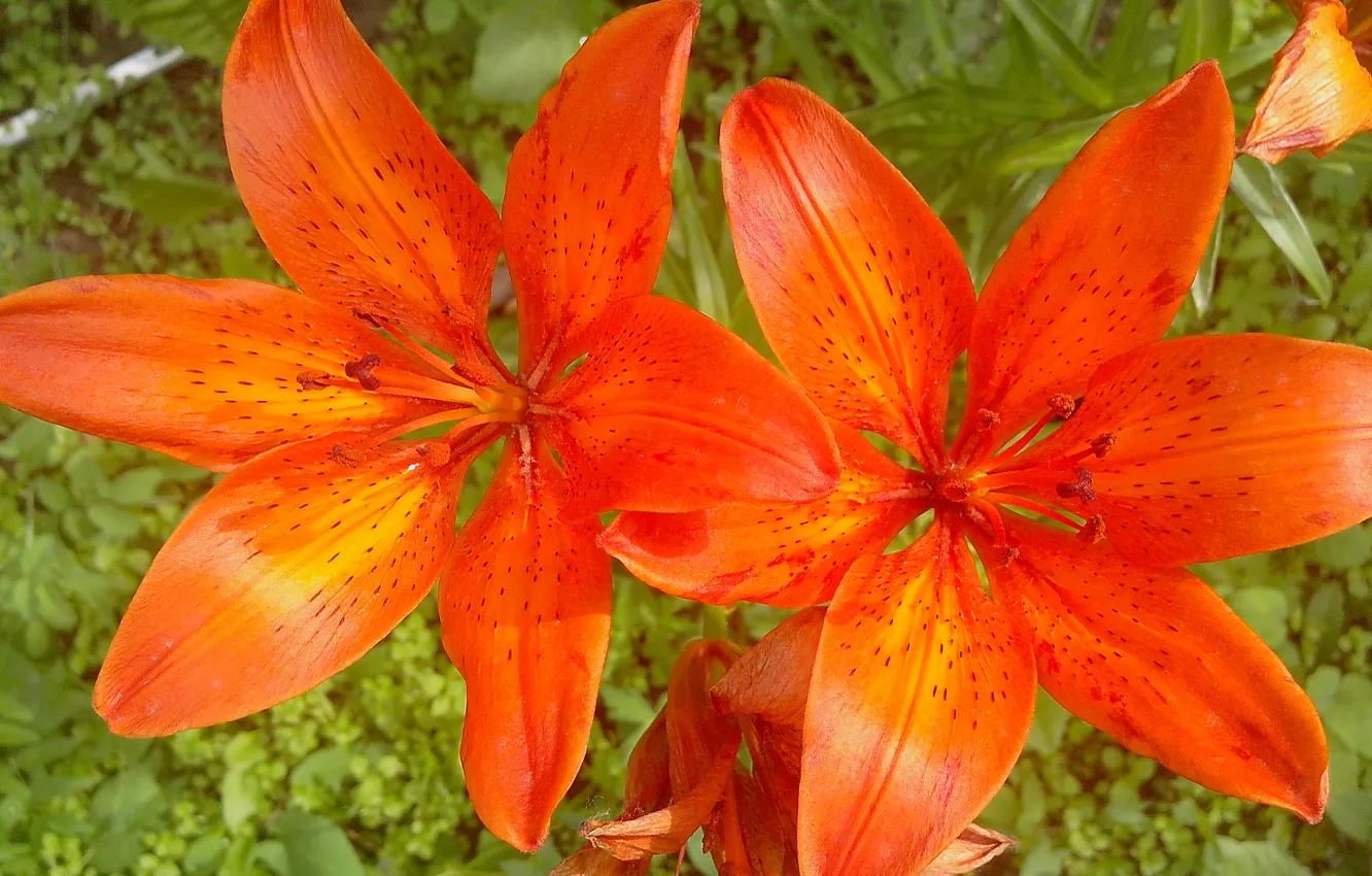 Photo wallpaper flowers, orange, Lily