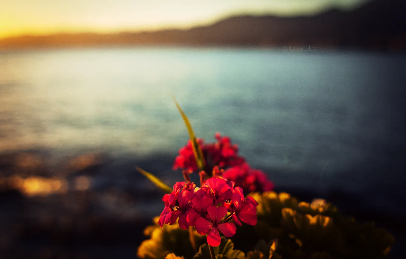 Photo wallpaper sea, flowers, mountains, sunrise, background, horizon, dobraatebe