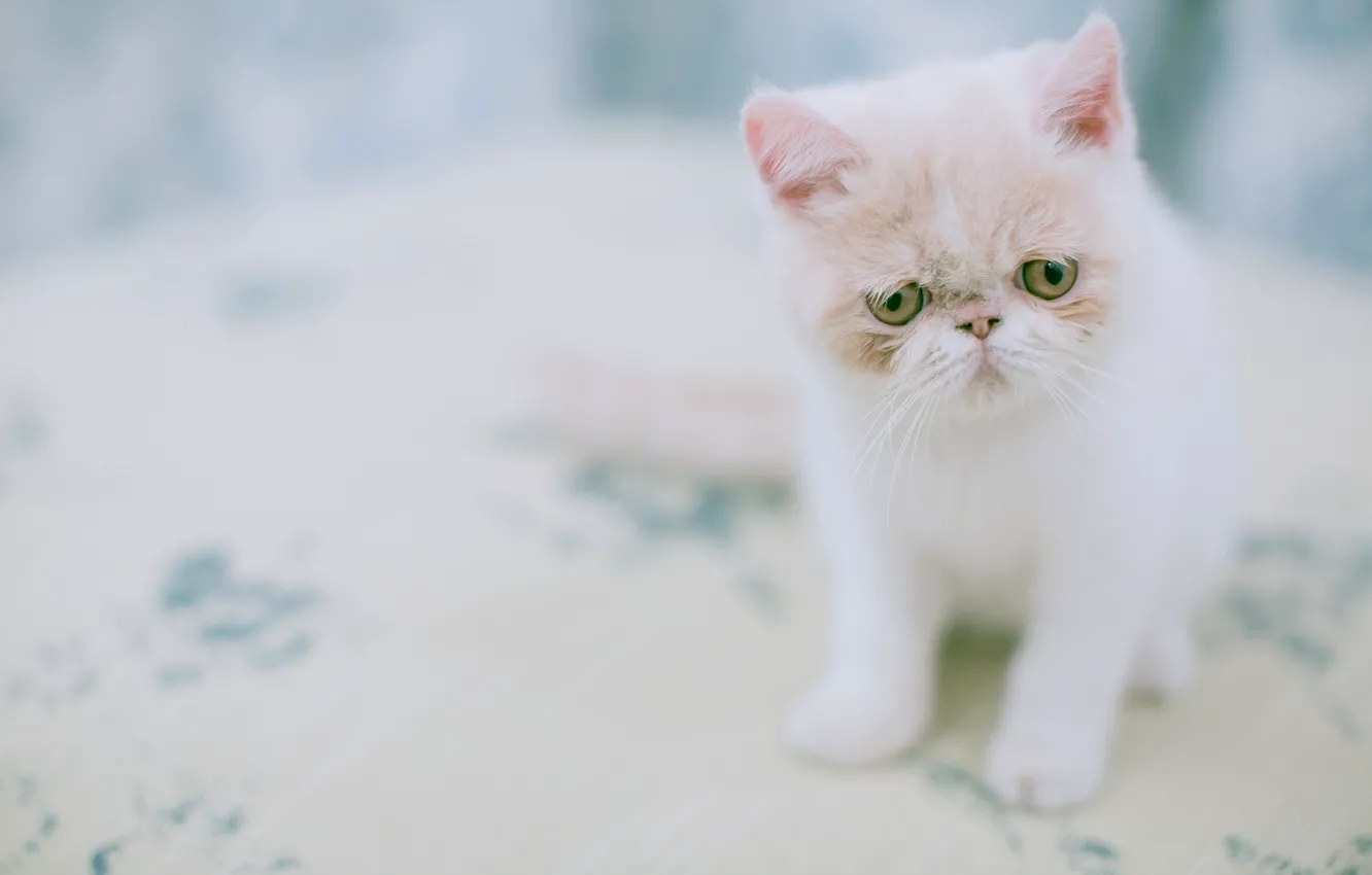 Photo wallpaper kitty, exotic, Exotic Shorthair