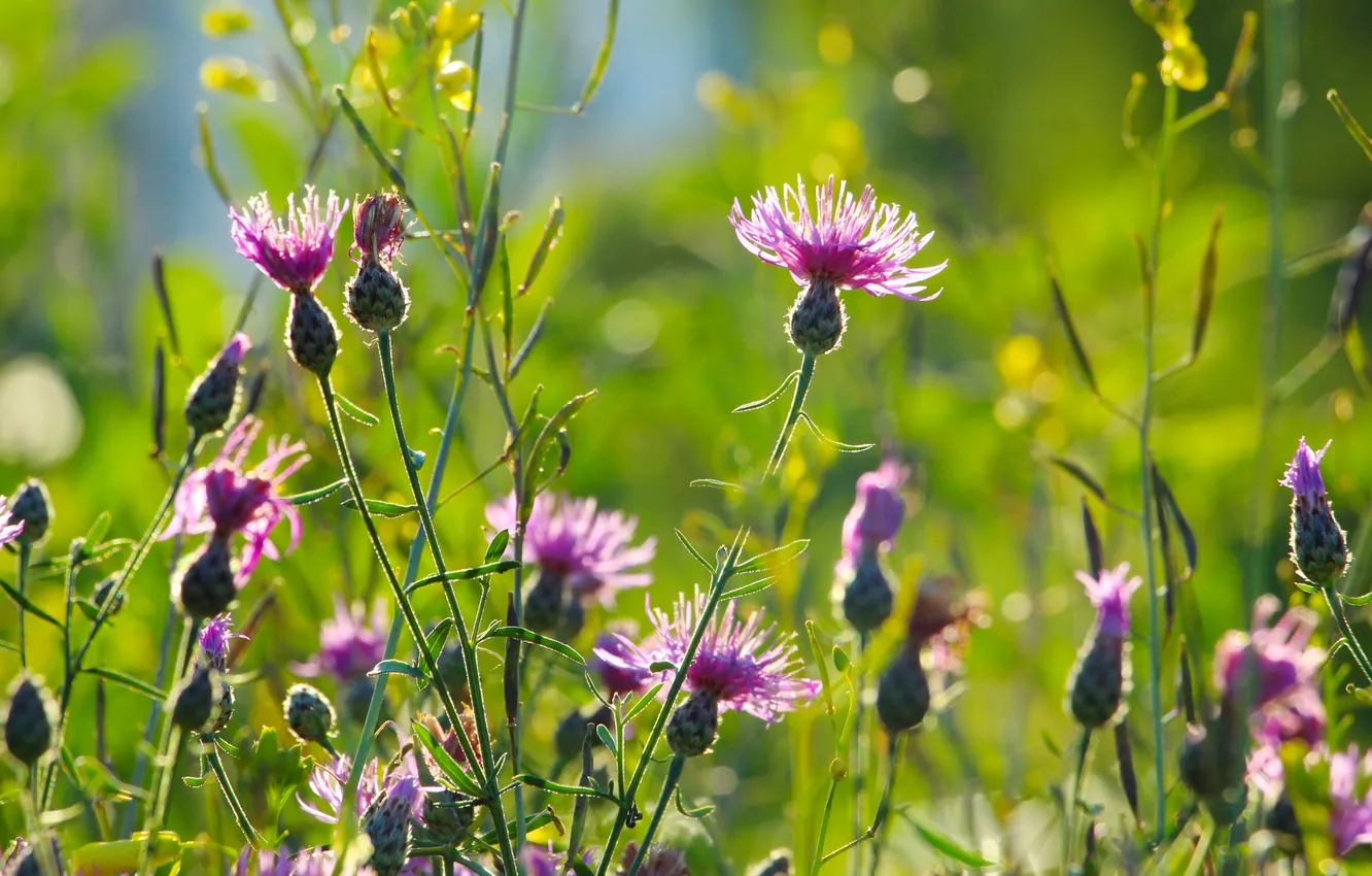 Photo wallpaper flower, meadow, blooming