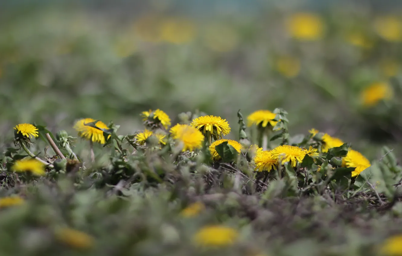 Photo wallpaper greens, background, dandelions