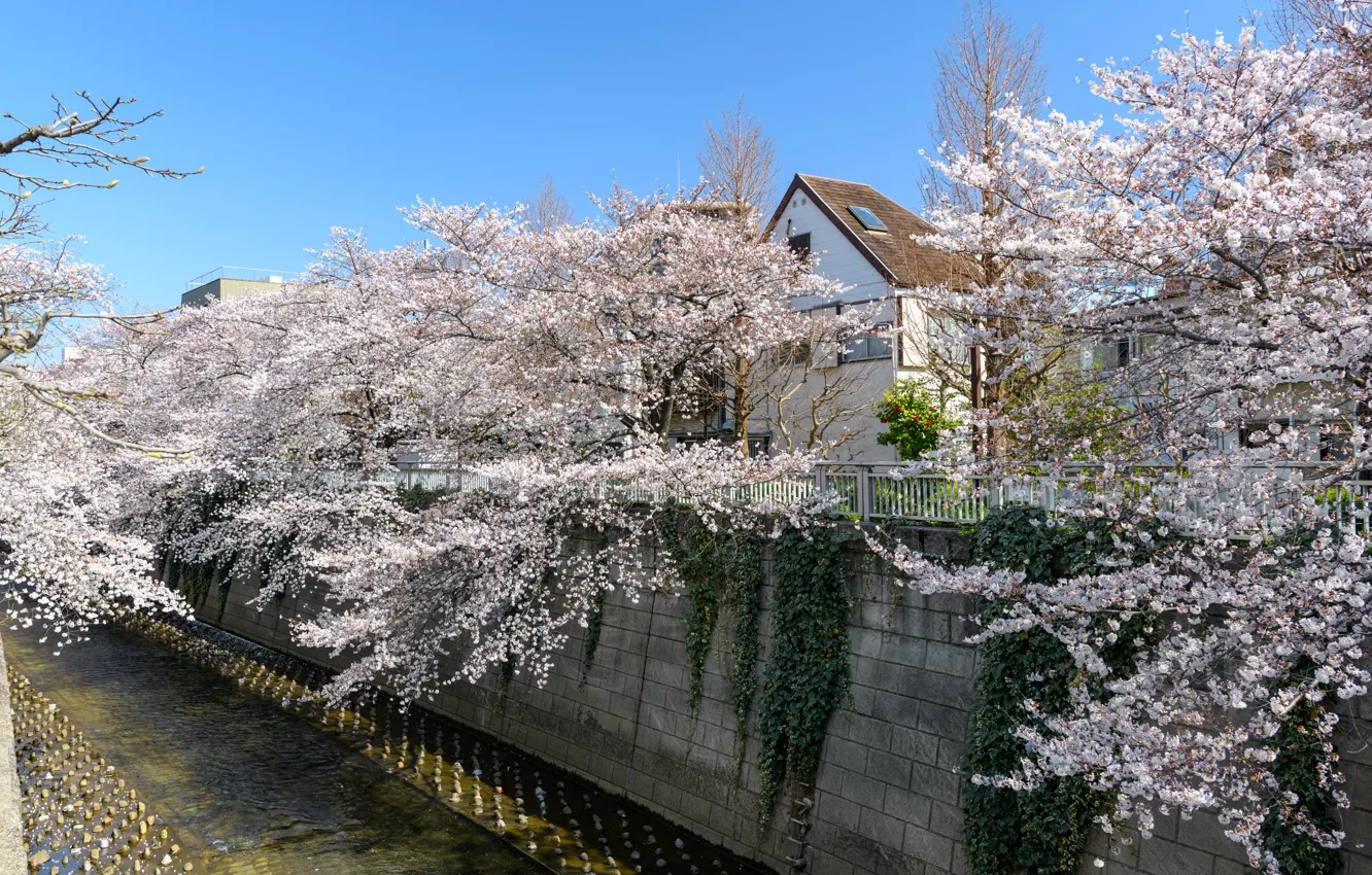 Photo wallpaper Nature, Home, The city, Spring, Trees, River, Japan, Channel