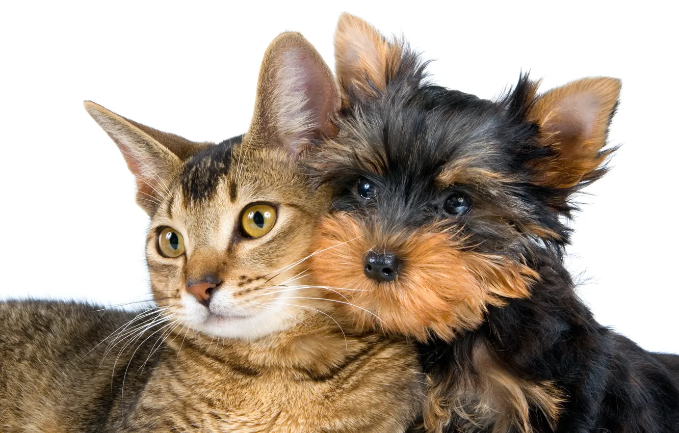 Photo wallpaper cat, cat, face, close-up, portrait, dog, white background, Yorkshire Terrier