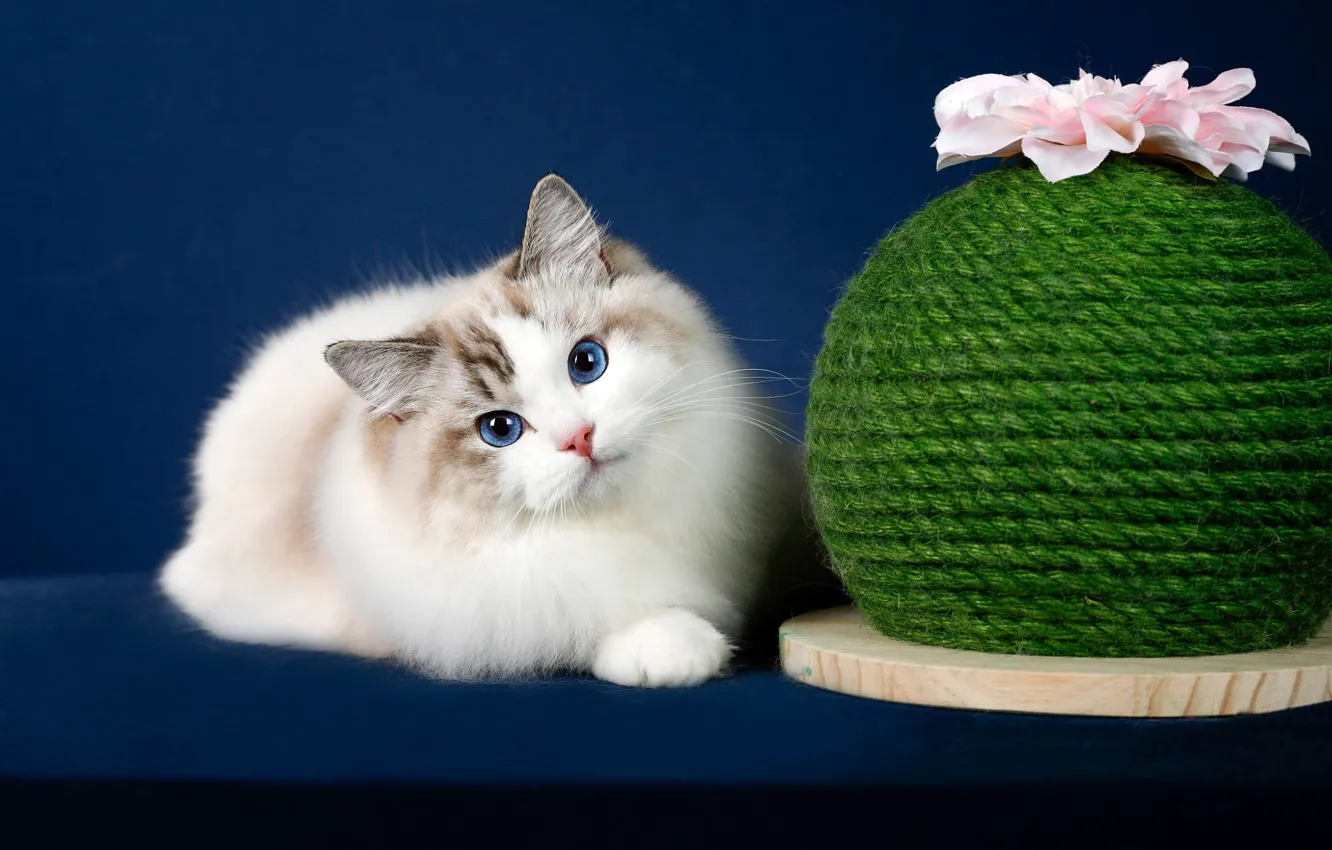 Photo wallpaper cat, flower, cat, look, pose, background, muzzle, Studio