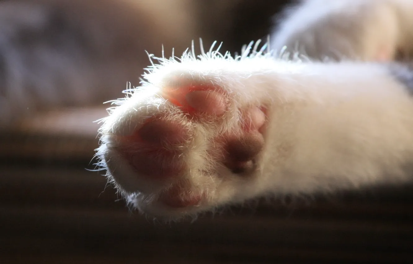 Photo wallpaper cat, cat, paws