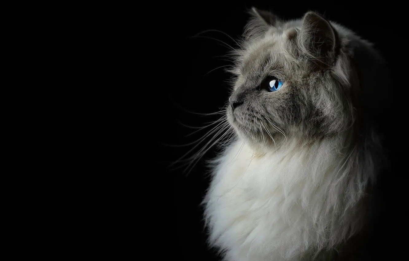 Photo wallpaper cat, cat, look, portrait, profile, black background, blue eyes, face