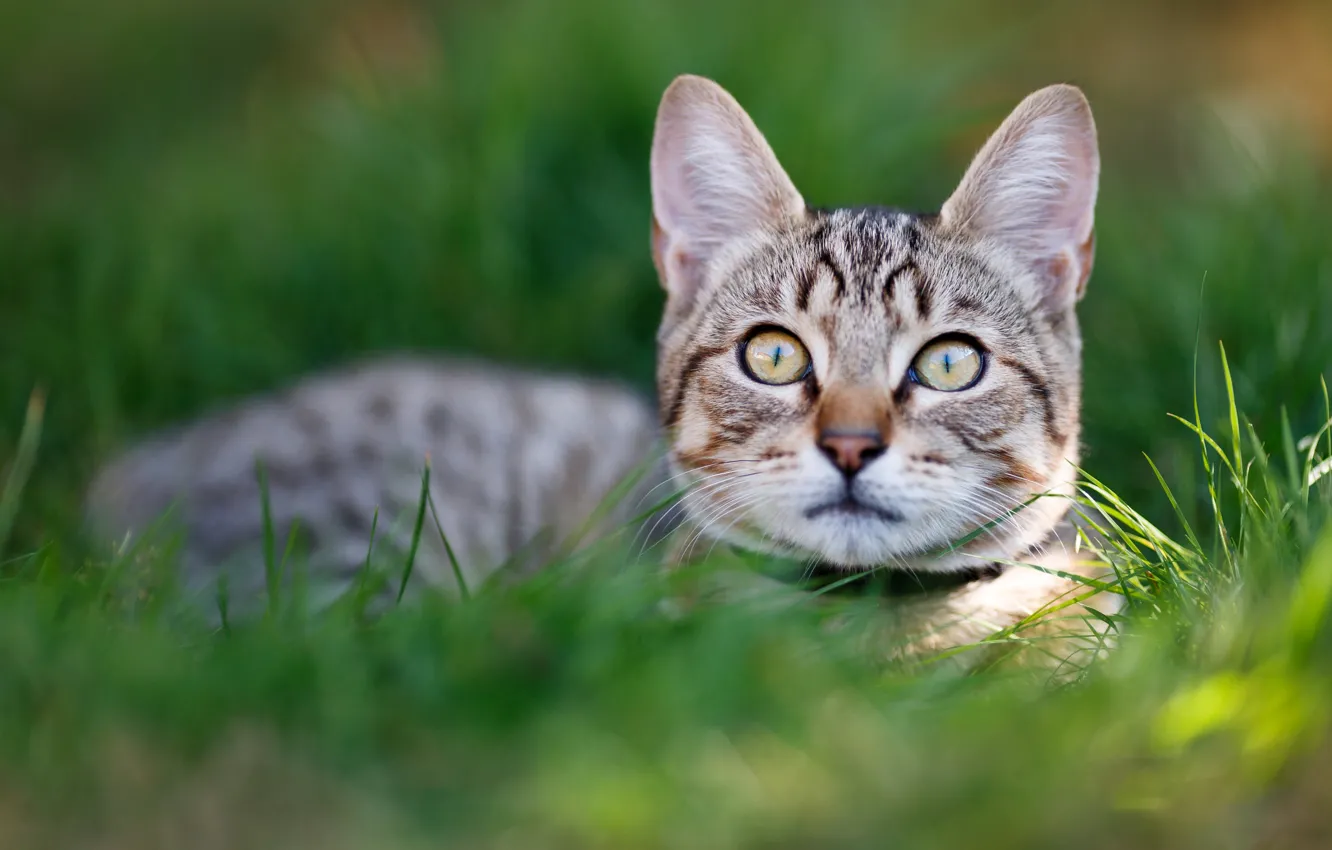 Photo wallpaper cat, grass, kitty, portrait, kitty, face