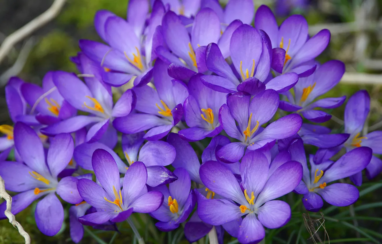 Photo wallpaper flowers, glade, spring, crocuses, a lot, lilac