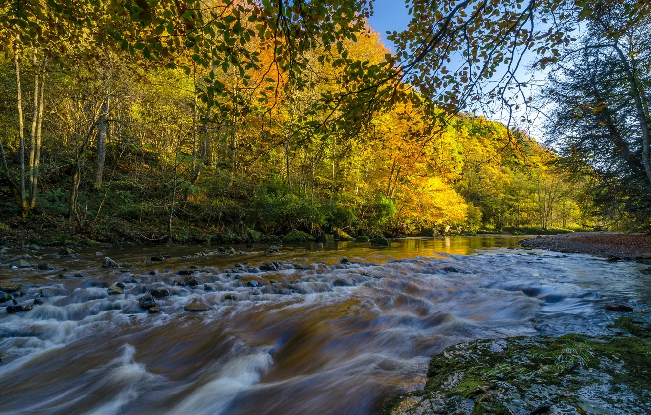 Photo wallpaper autumn, forest, leaves, trees, river, stones, stream