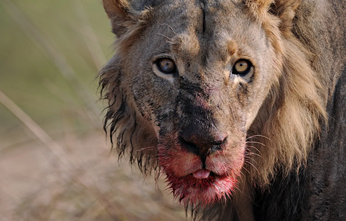 Photo wallpaper look, face, blood, predator, Leo, big cat, closeup