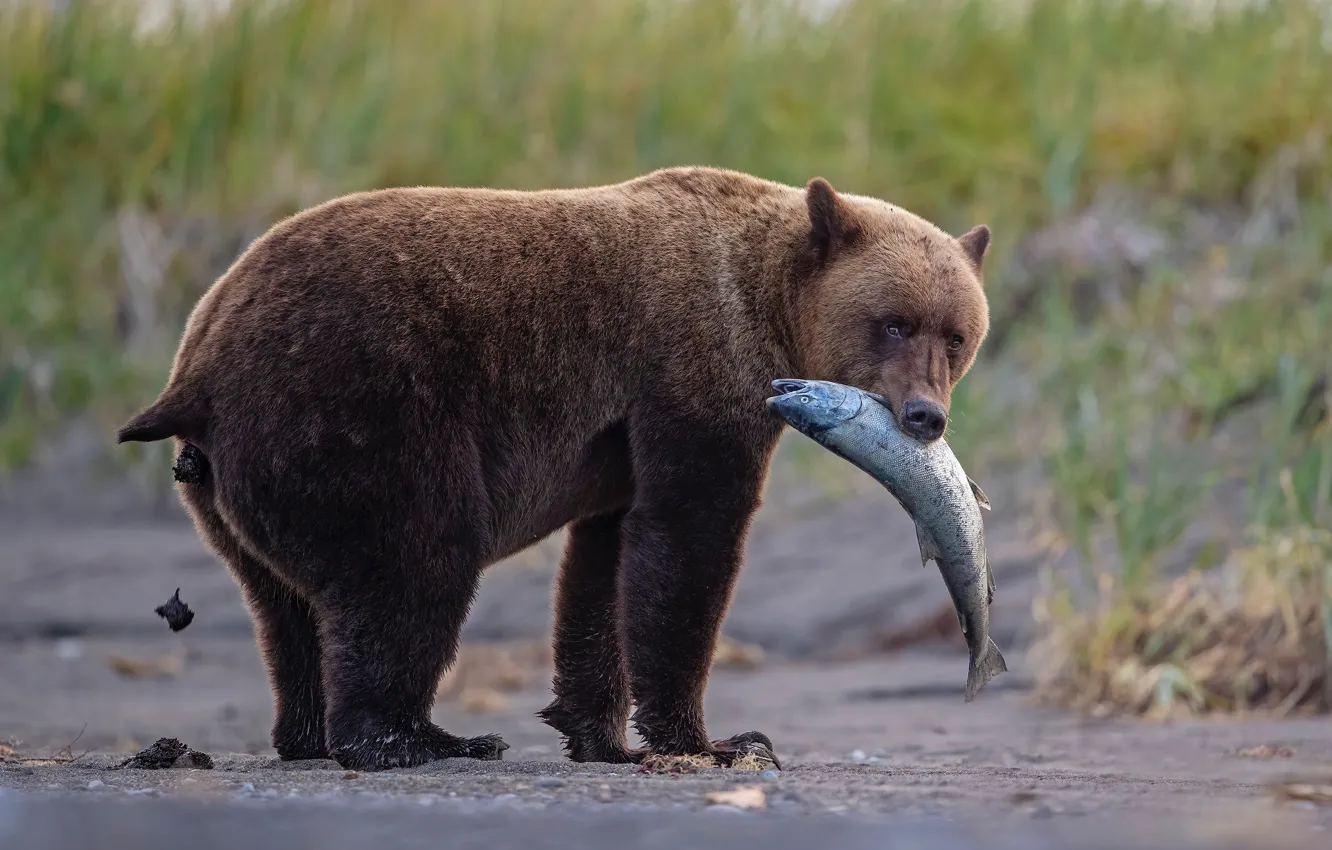 Photo wallpaper fish, bear, funny, meal, and not only, all at once, Oh bear bear!, the food …