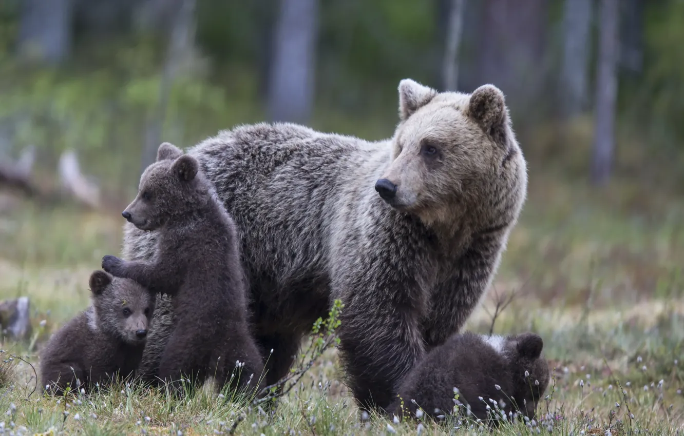 Photo wallpaper autumn, nature, bear