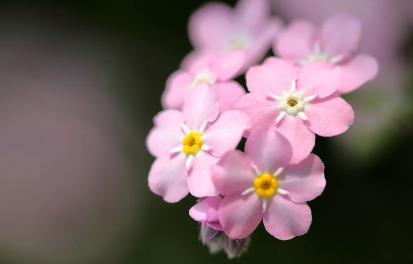 Photo wallpaper macro, background, pink, forget-me-nots