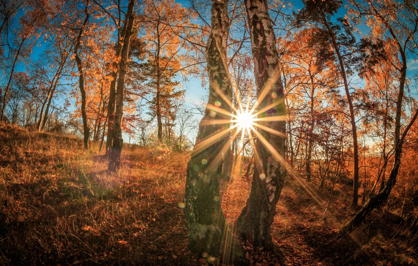 Photo wallpaper autumn, forest, the sky, the sun, rays, light, trees, glare
