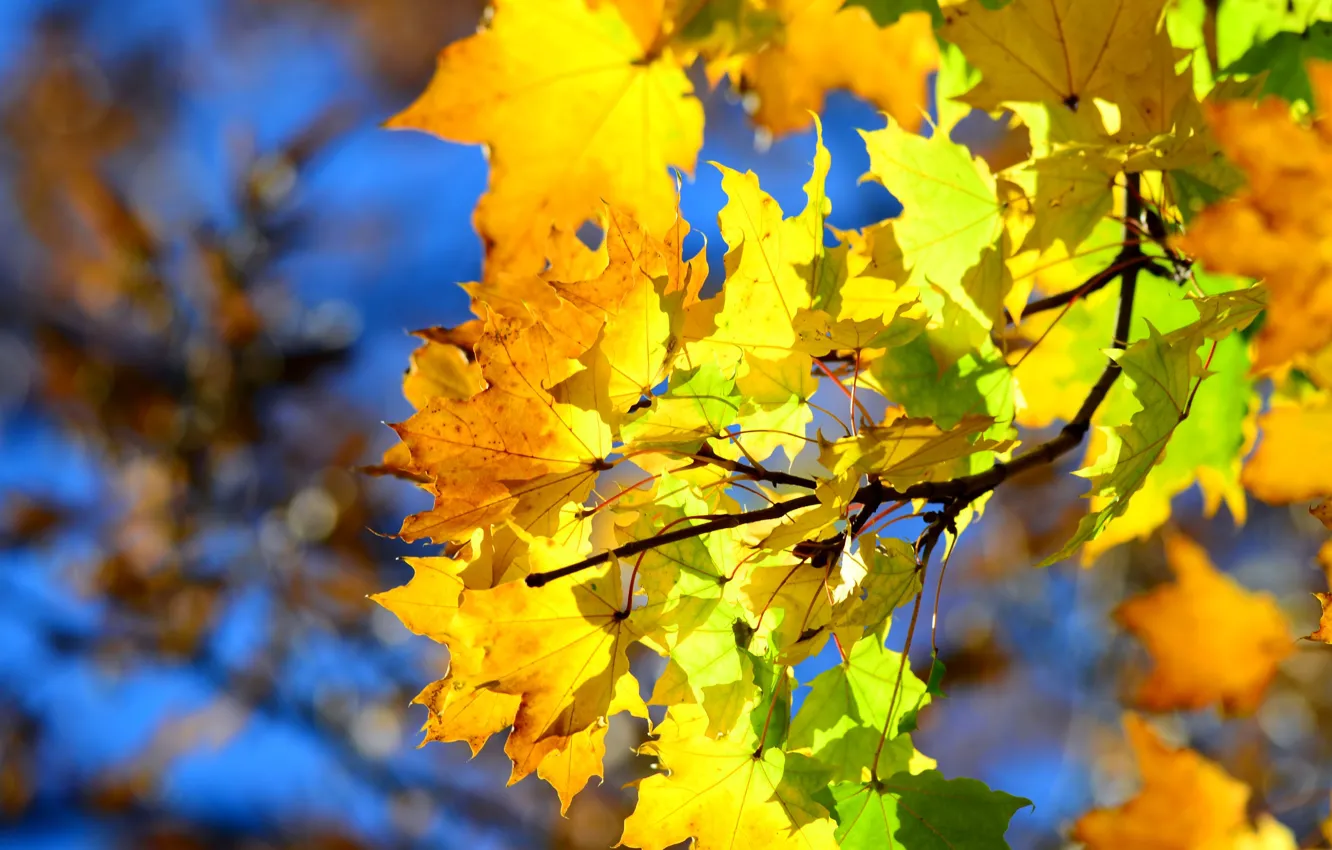 Photo wallpaper autumn, the sky, leaves, branches, maple