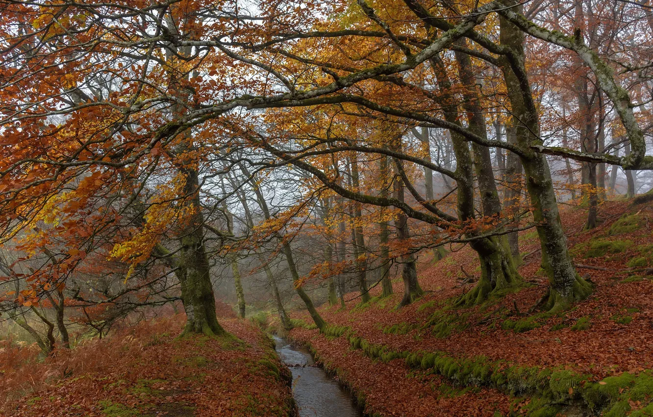 Photo wallpaper autumn, forest, trees, branches, nature, fog, stream, foliage