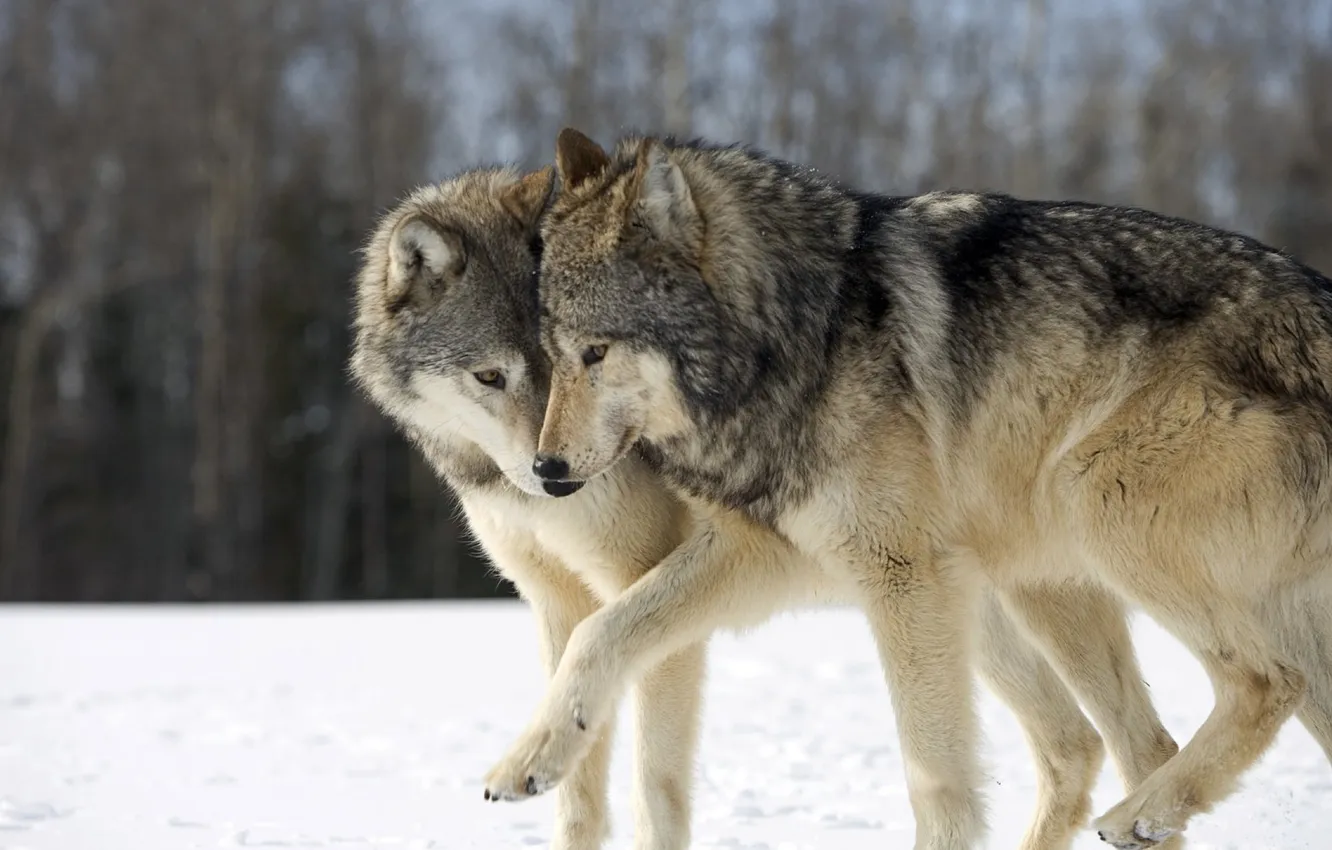 Photo wallpaper Predator, wolf, portrait, portrait., Canis lupus. face