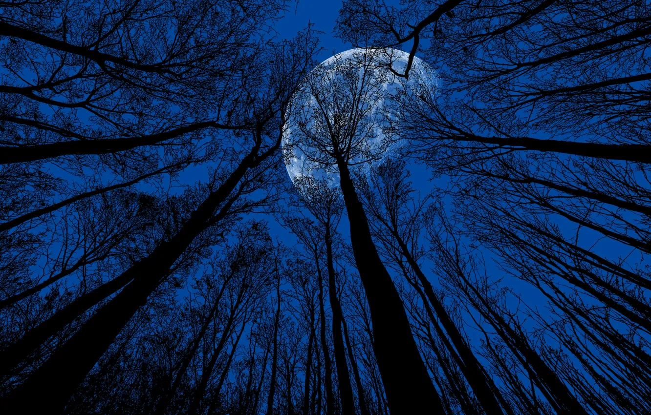 Photo wallpaper forest, night, nature, the moon