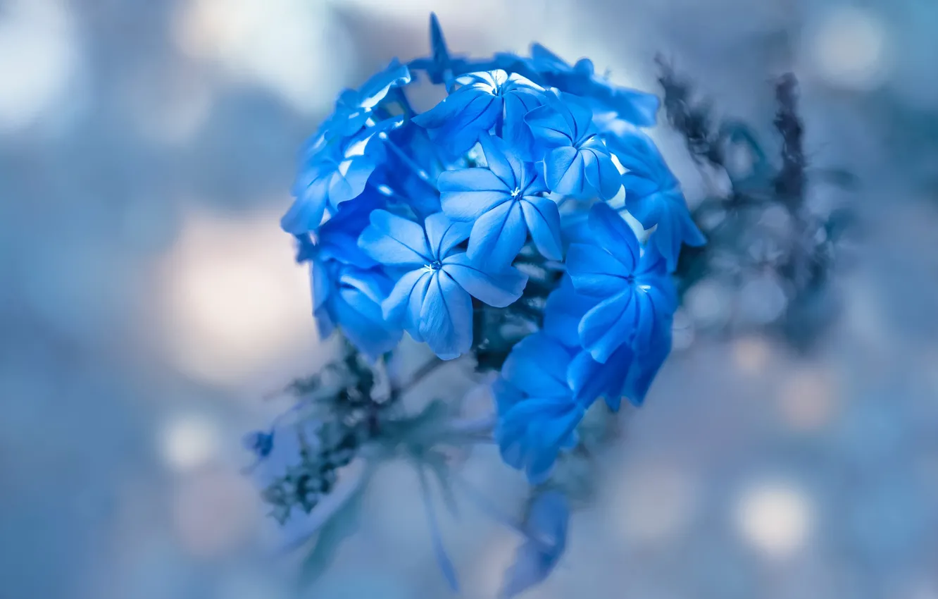 Photo wallpaper macro, petals, inflorescence