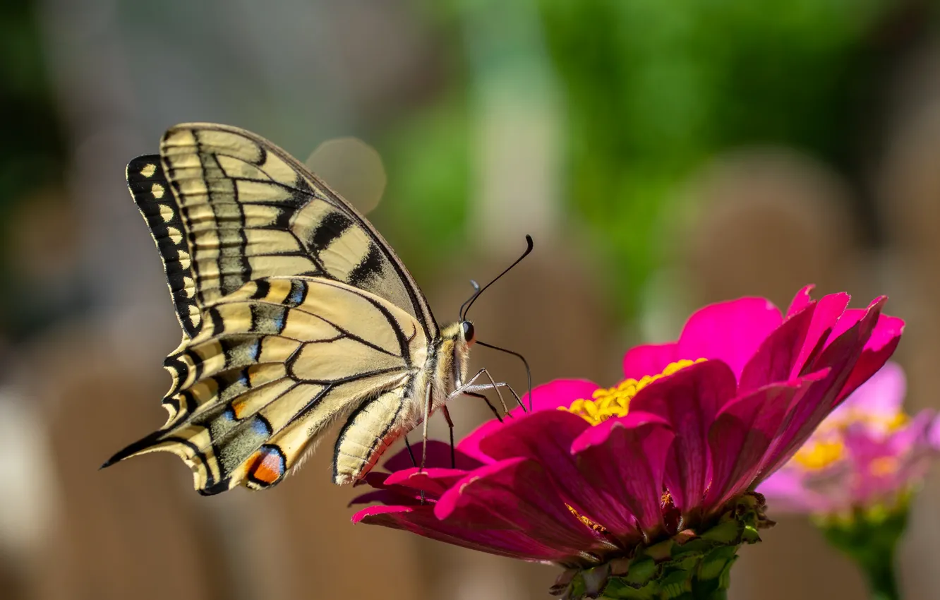 Photo wallpaper flower, butterfly, swallowtail