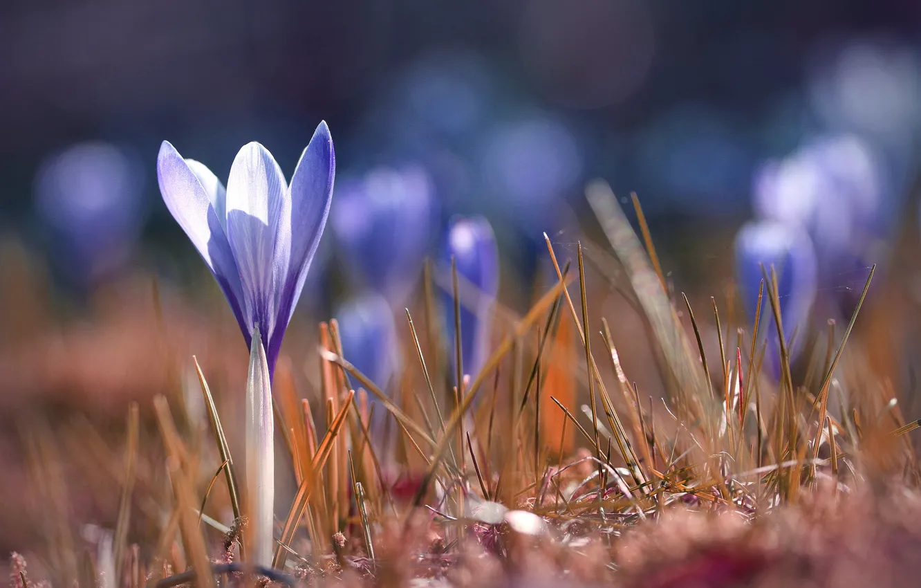 Photo wallpaper grass, light, flowers, glade, spring, crocuses, lilac
