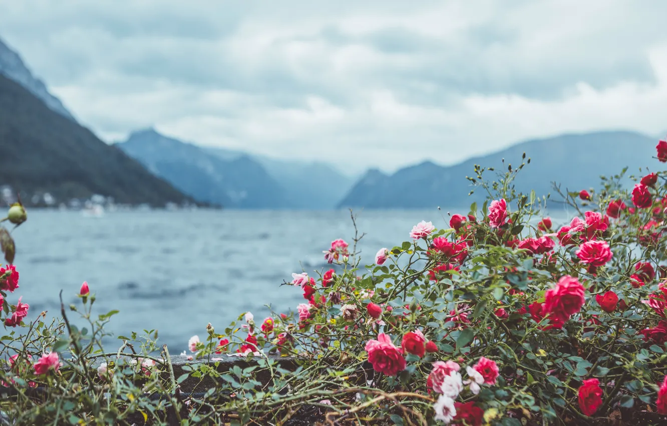 Photo wallpaper flowers, mountains, roses, the bushes