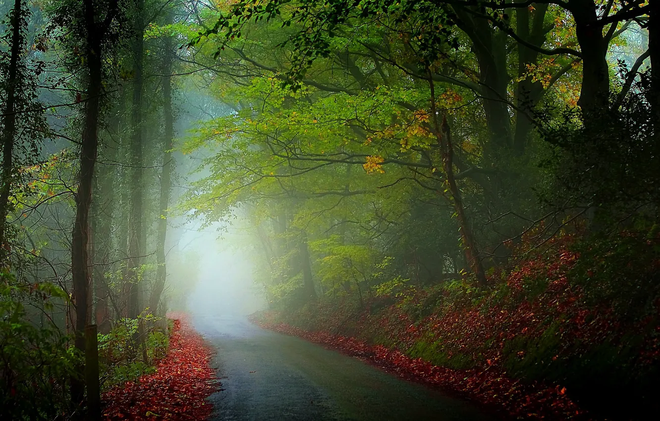 Photo wallpaper road, leaves, trees, fog, photo