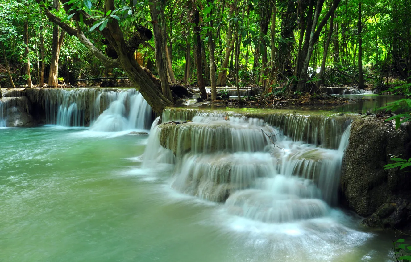 Photo wallpaper greens, forest, trees, nature, Park, stones, rocks, shore