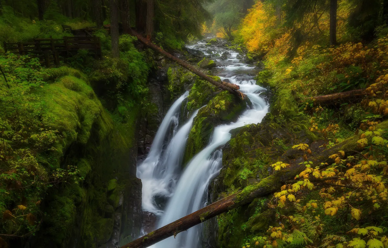 Photo wallpaper greens, autumn, forest, rocks, foliage, waterfall, log