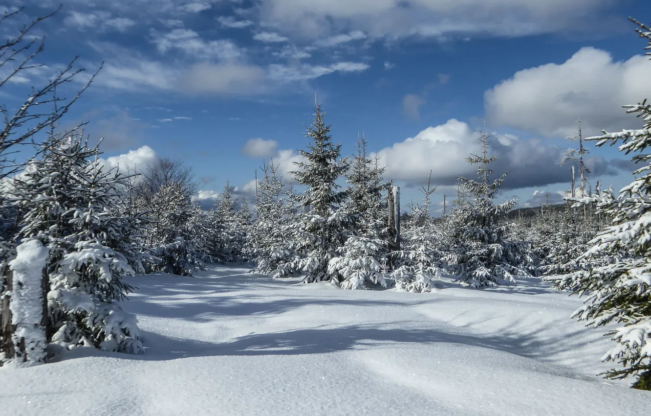 Photo wallpaper winter, frost, forest, the sky, clouds, light, snow, landscape