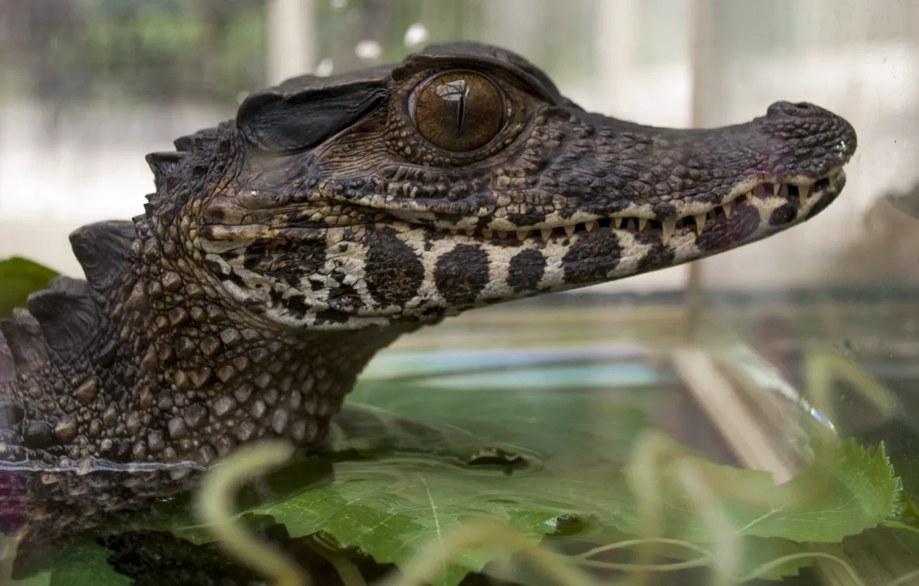 Photo wallpaper animal, wildlife, crocodile, skin, mouth, reptile, Alligator