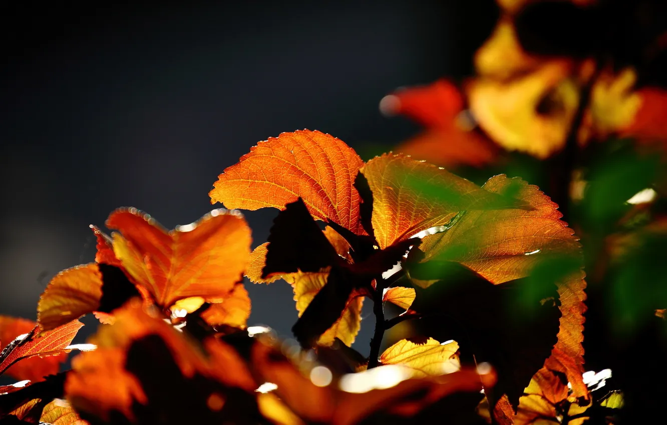 Photo wallpaper leaves, macro, nature
