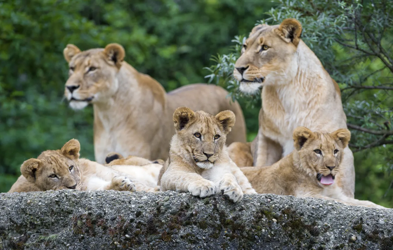 Photo wallpaper language, cat, stones, family, lioness, yawns, lion, ©Tambako The Jaguar