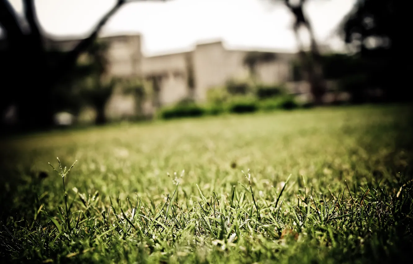 Photo wallpaper greens, grass, macro, lawn, focus, grass, Playground, macro