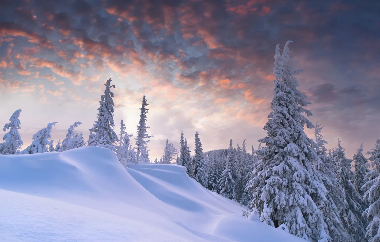Photo wallpaper winter, forest, clouds, dawn, tree, the snow