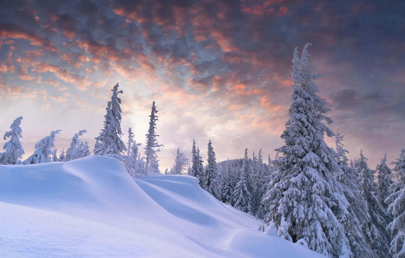 Photo wallpaper winter, forest, clouds, dawn, the snow, tree