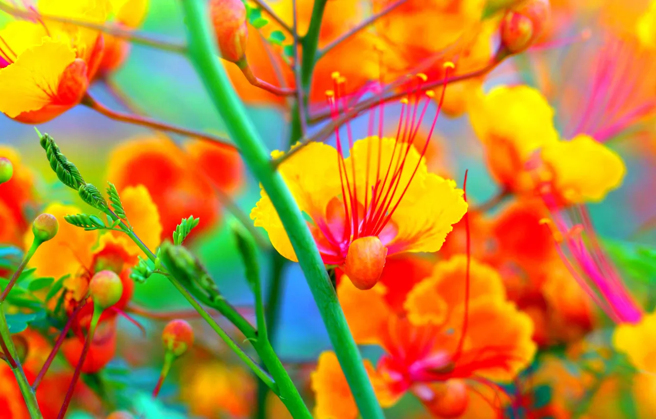 Photo wallpaper leaves, flowers, plant, stem, exotic