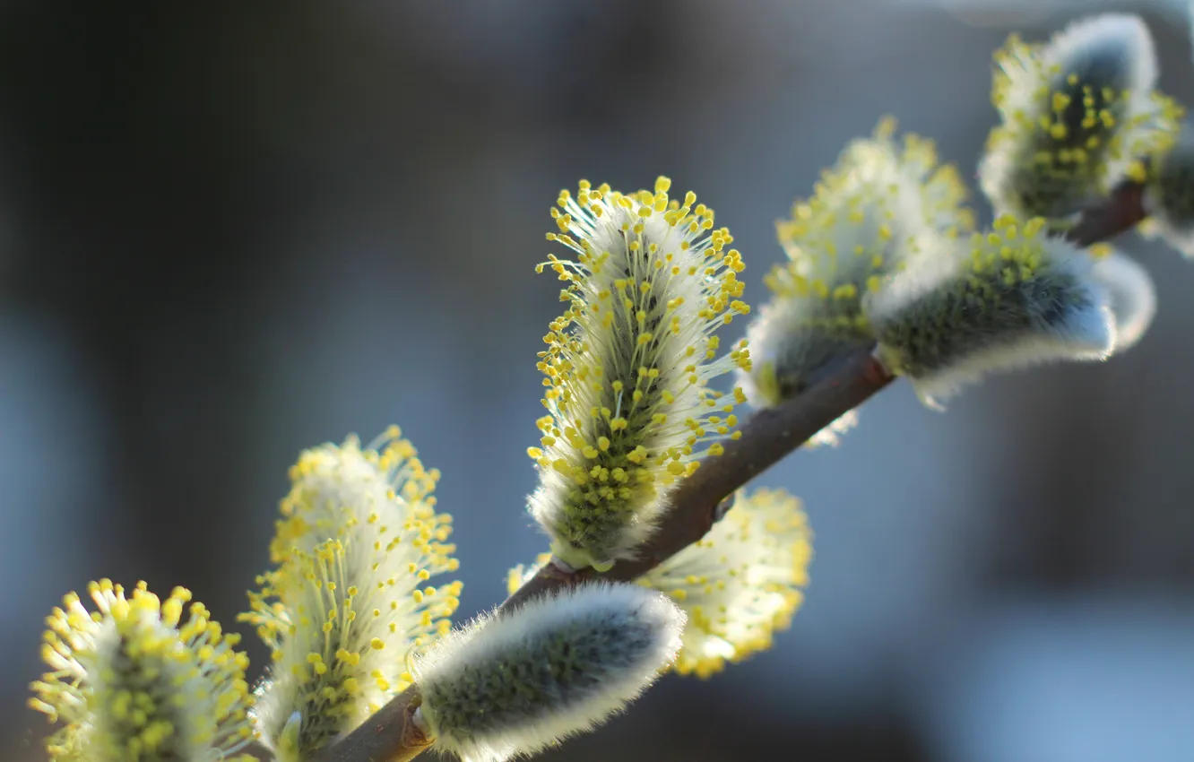 Photo wallpaper spring, twig, base kitten