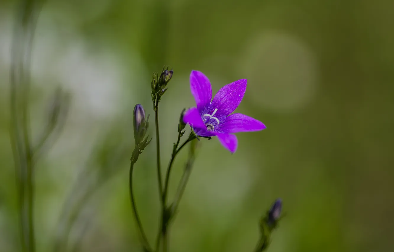 Photo wallpaper flowers, bells, bokeh