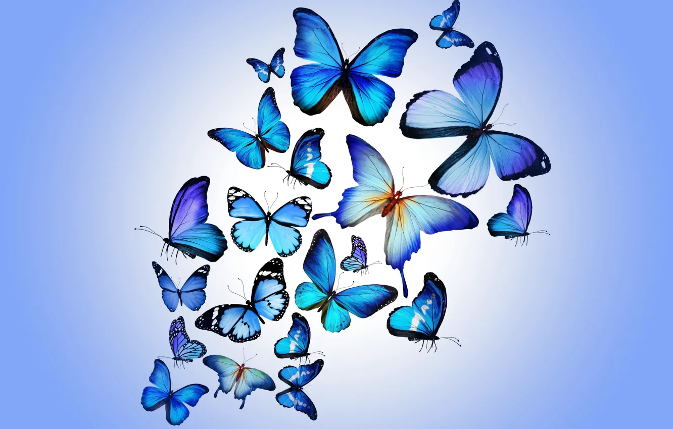 Photo wallpaper butterfly, colorful, blue, butterflies, design by Marika