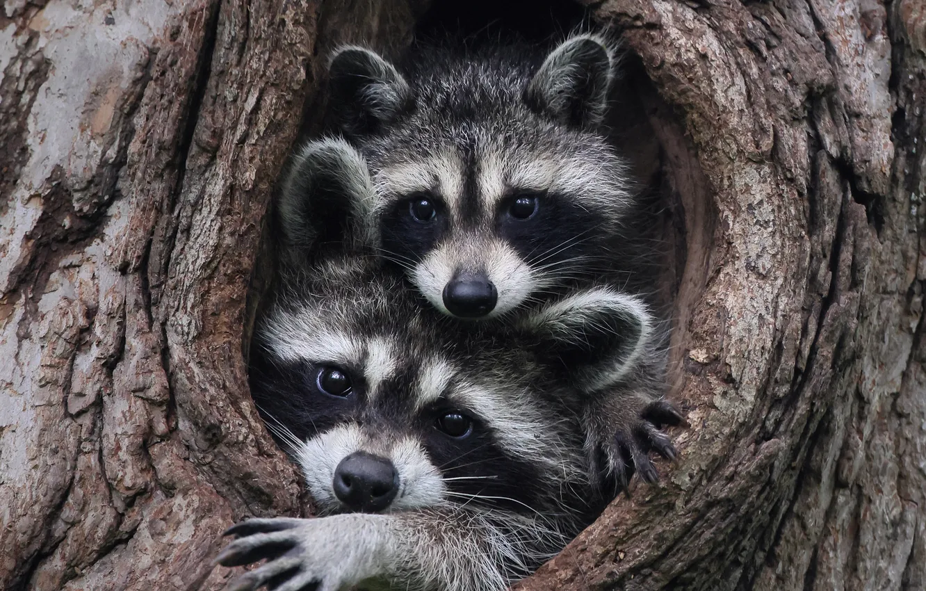 Photo wallpaper look, trees, legs, raccoon, face, the hollow, enotik, two raccoons